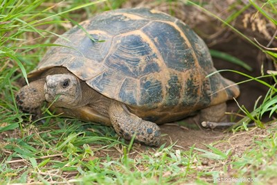 Tortoise Housing Debate: Table-Top Enclosures vs. Enclosed Wooden Vivariums