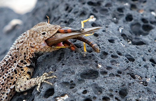 Reptile Anorexia: Causes, Prevention, and Effective Solutions