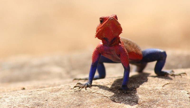 Reptile Anorexia: Causes, Prevention, and Effective Solutions