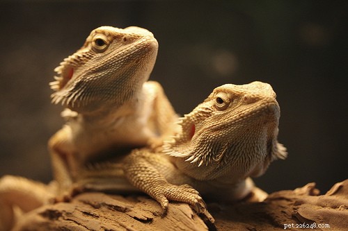 Reptile Anorexia: Causes, Prevention, and Effective Solutions