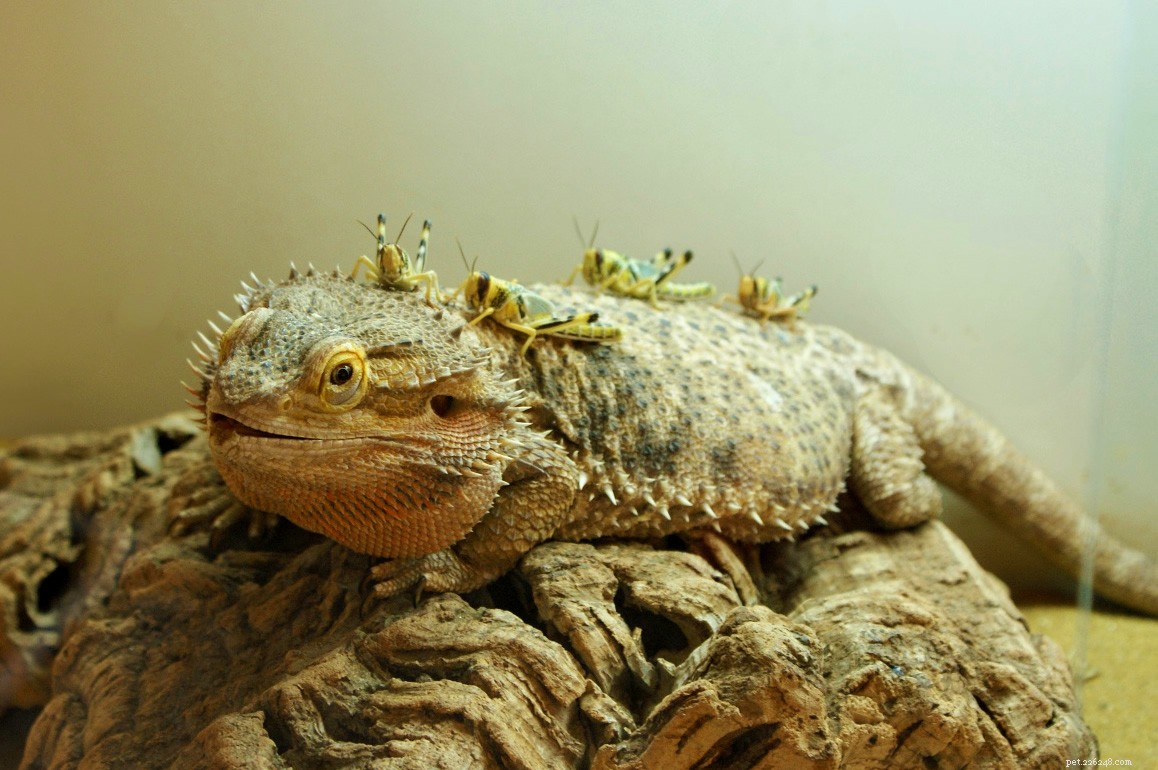 Reptile Anorexia: Causes, Prevention, and Effective Solutions