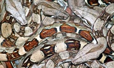 Herp Nursery Incubators: Egg‑O‑Bator & Expert Breeding Advice for Dwarf & Albino Boas