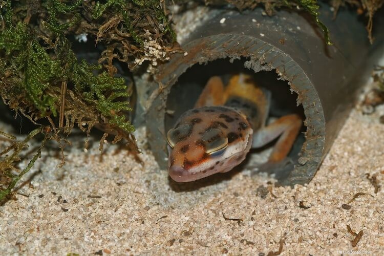7 Proven Ways to Build a Moist Hide for Leopard Geckos