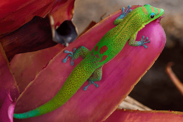 10 Best Pet-Friendly Gecko Species