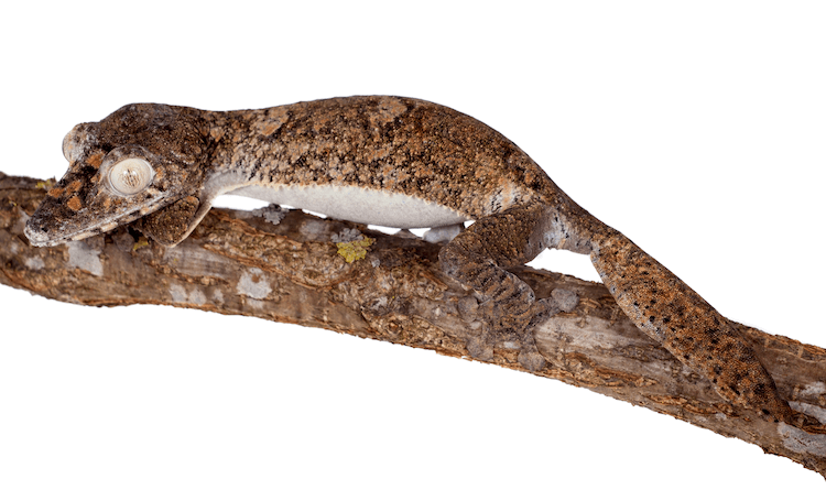 10 Best Pet-Friendly Gecko Species
