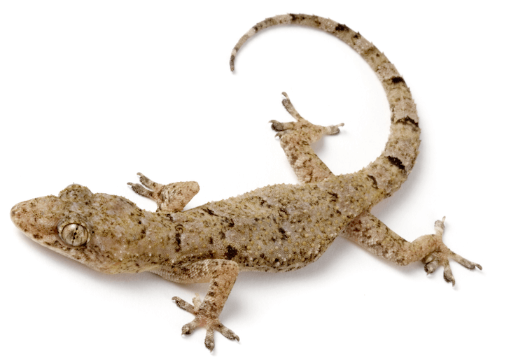 10 Best Pet-Friendly Gecko Species