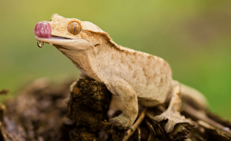 10 Best Pet-Friendly Gecko Species