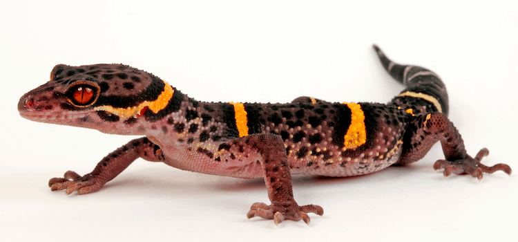 10 Best Pet-Friendly Gecko Species