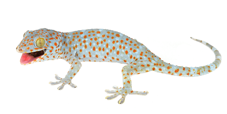 10 Best Pet-Friendly Gecko Species