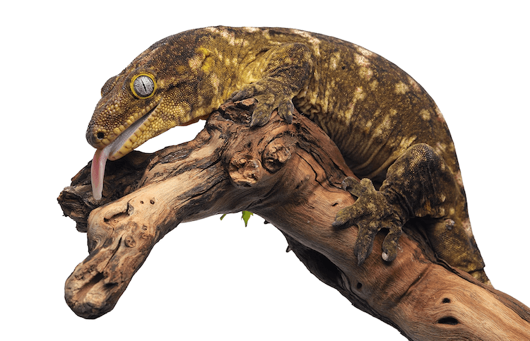 10 Best Pet-Friendly Gecko Species