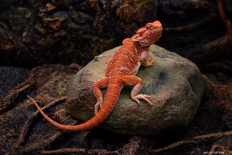15 Stunning Bearded Dragon Color Morphs – A Complete Guide
