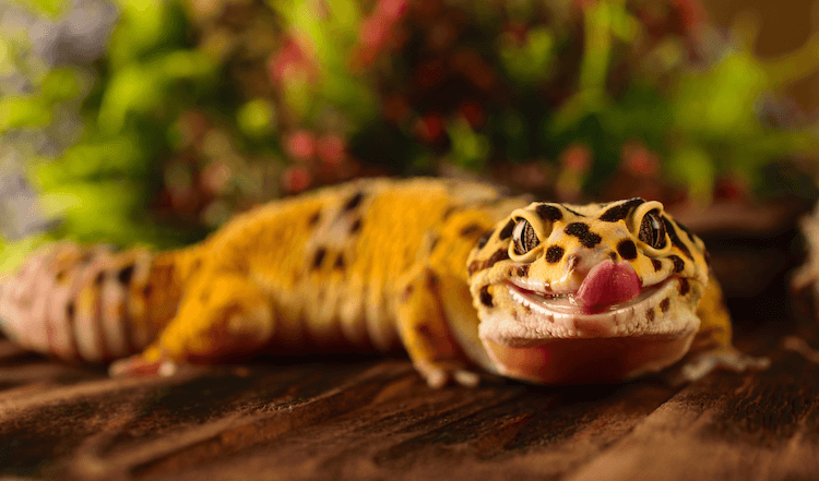 10 Best Pet-Friendly Gecko Species