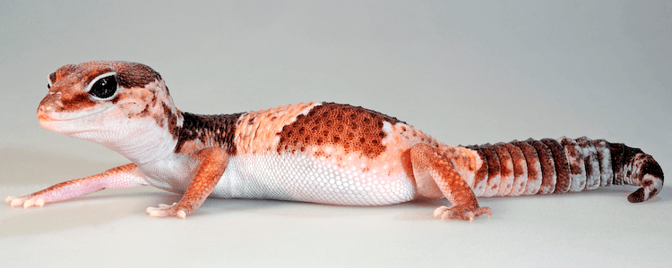 10 Best Pet-Friendly Gecko Species
