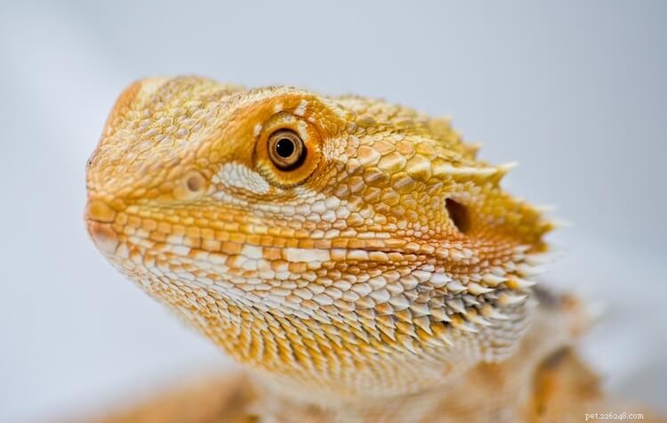 15 Stunning Bearded Dragon Color Morphs – A Complete Guide