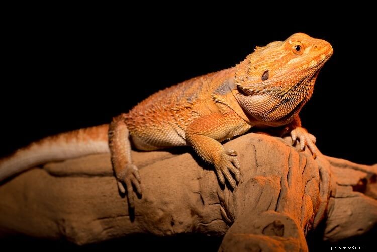 15 Stunning Bearded Dragon Color Morphs – A Complete Guide