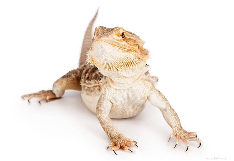 15 Stunning Bearded Dragon Color Morphs – A Complete Guide
