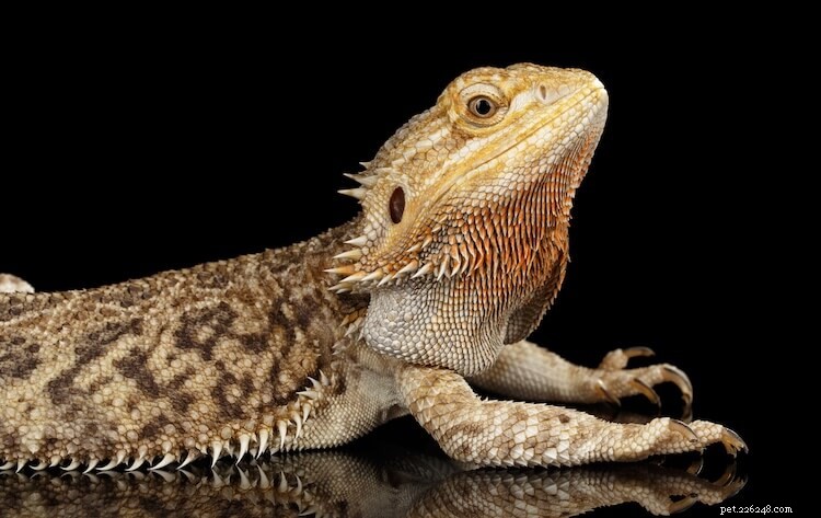 15 Stunning Bearded Dragon Color Morphs – A Complete Guide