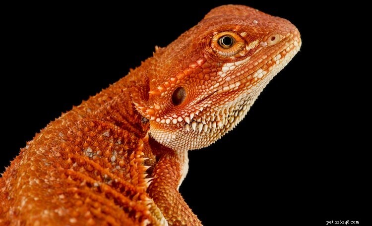 15 Stunning Bearded Dragon Color Morphs – A Complete Guide