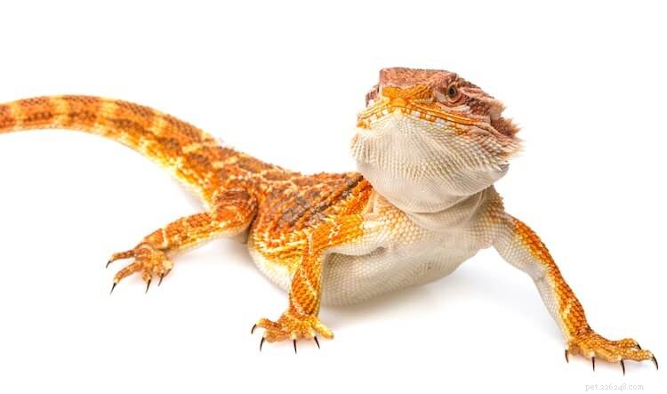 15 Stunning Bearded Dragon Color Morphs – A Complete Guide