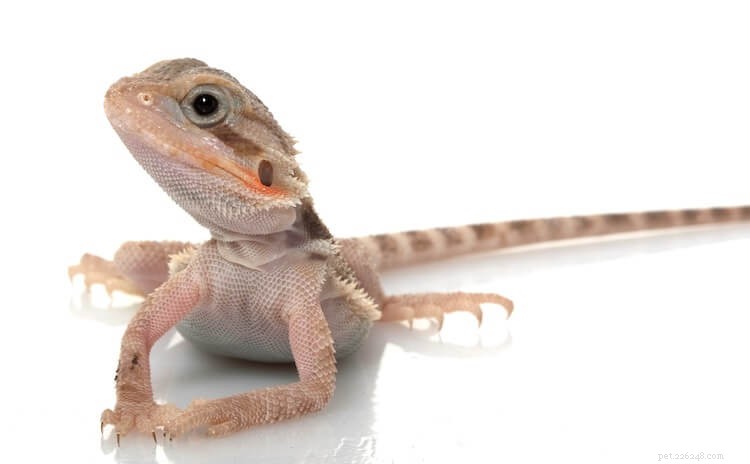 15 Stunning Bearded Dragon Color Morphs – A Complete Guide