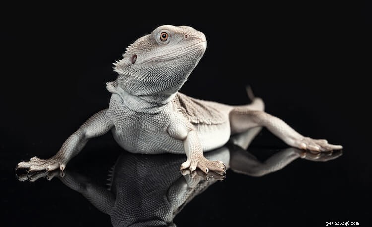 15 Stunning Bearded Dragon Color Morphs – A Complete Guide