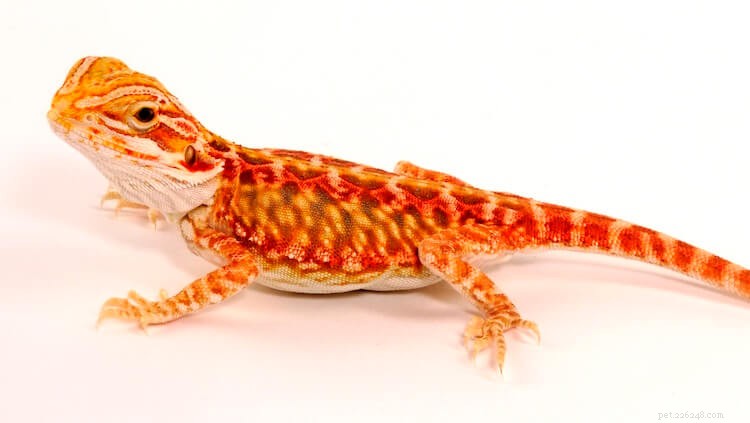 15 Stunning Bearded Dragon Color Morphs – A Complete Guide