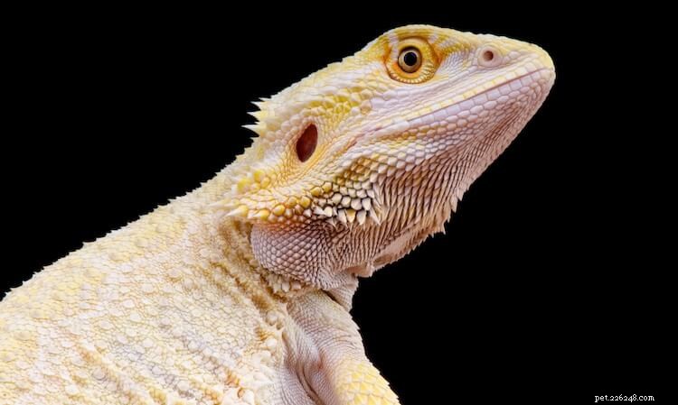 15 Stunning Bearded Dragon Color Morphs – A Complete Guide