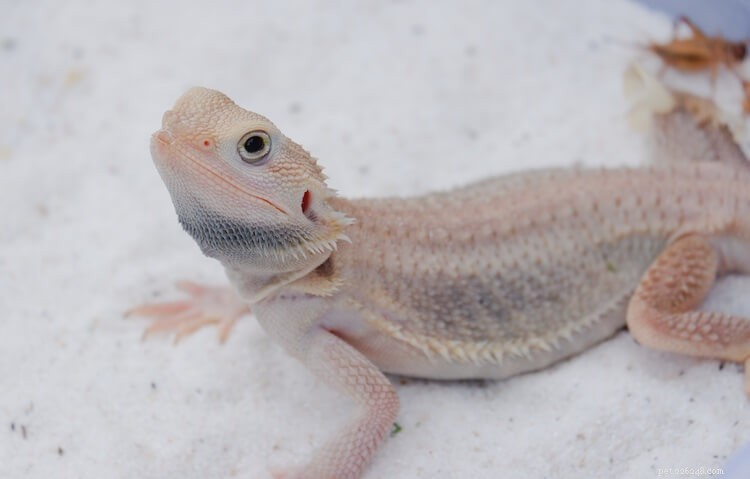 15 Stunning Bearded Dragon Color Morphs – A Complete Guide