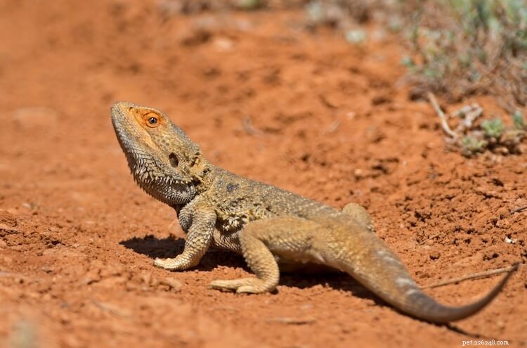 Best & Worst Bearded Dragon Substrates: Expert Guide 2026