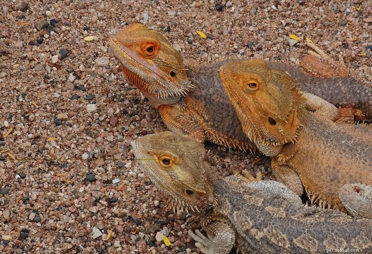 Best & Worst Bearded Dragon Substrates: Expert Guide 2026