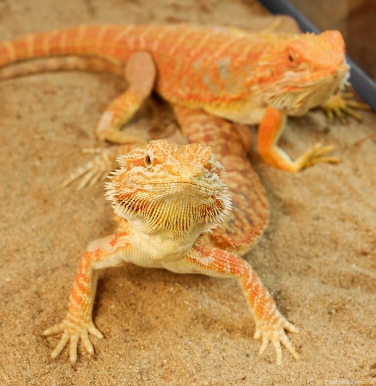 Best & Worst Bearded Dragon Substrates: Expert Guide 2026