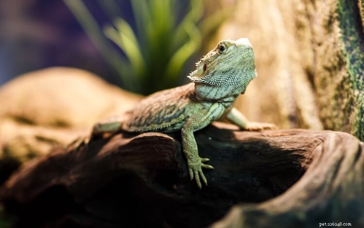 Best & Worst Bearded Dragon Substrates: Expert Guide 2026