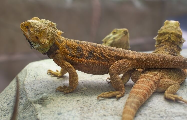 Best & Worst Bearded Dragon Substrates: Expert Guide 2026