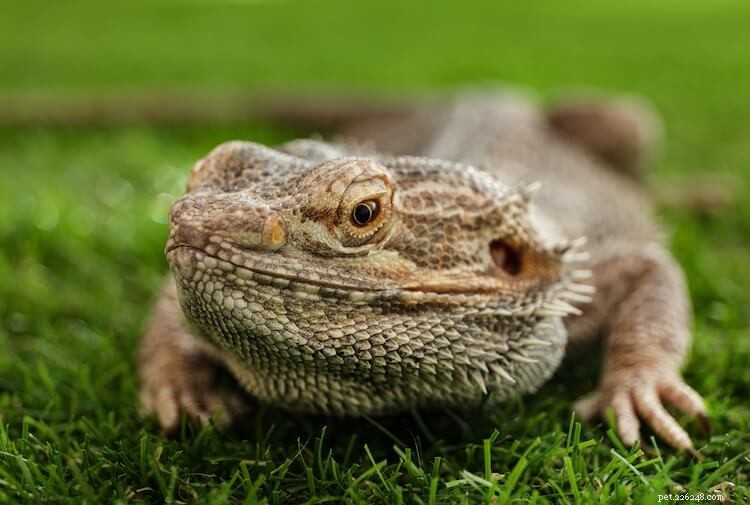 Best & Worst Bearded Dragon Substrates: Expert Guide 2026