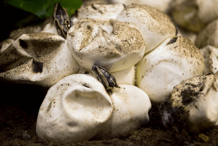 Do Snakes Lay Eggs? A Comprehensive Guide to Reptilian Reproduction