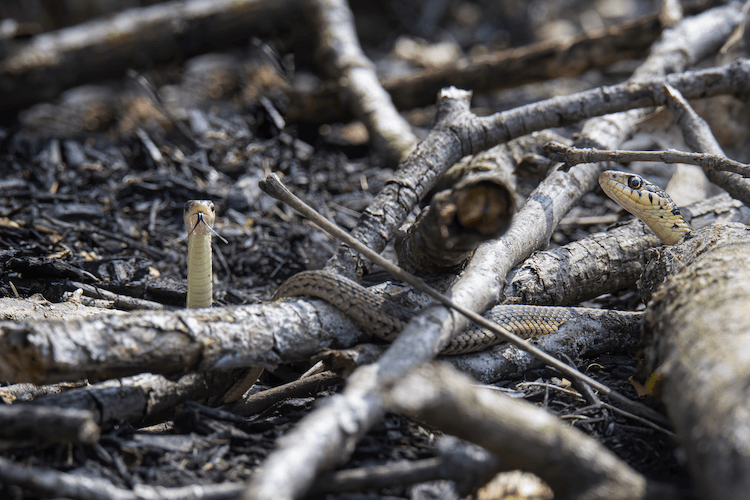 Do Snakes Lay Eggs? A Comprehensive Guide to Reptilian Reproduction