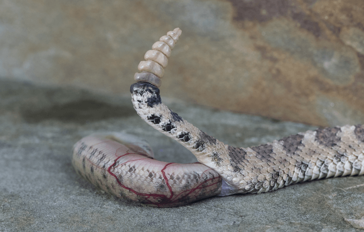 Do Snakes Lay Eggs? A Comprehensive Guide to Reptilian Reproduction