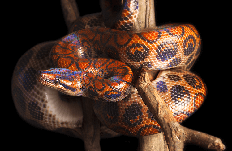 15 Beginner-Friendly Pet Snakes You Can Care For with Confidence