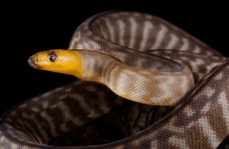 15 Beginner-Friendly Pet Snakes You Can Care For with Confidence