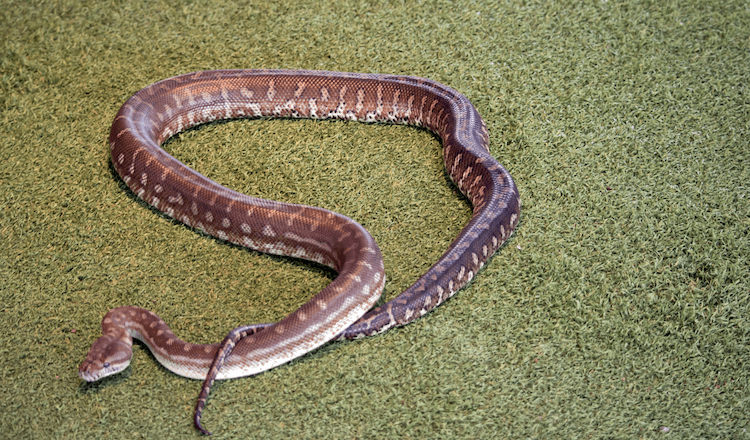 15 Beginner-Friendly Pet Snakes You Can Care For with Confidence