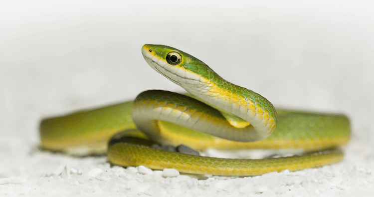 15 Beginner-Friendly Pet Snakes You Can Care For with Confidence