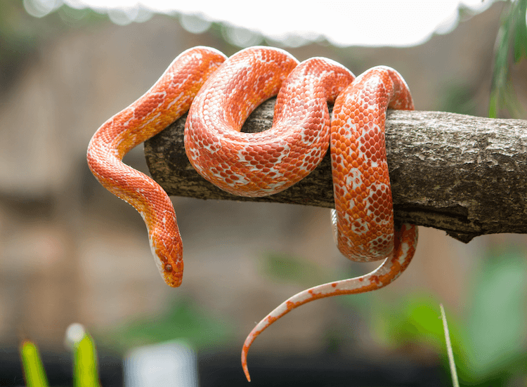 How Much Do Snakes Cost? Comprehensive Price Guide for Popular Species