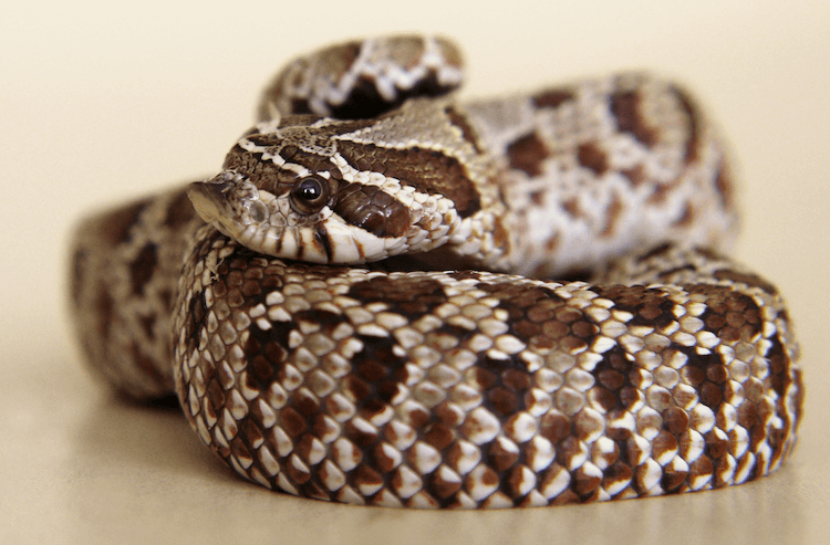 How Much Do Snakes Cost? Comprehensive Price Guide for Popular Species