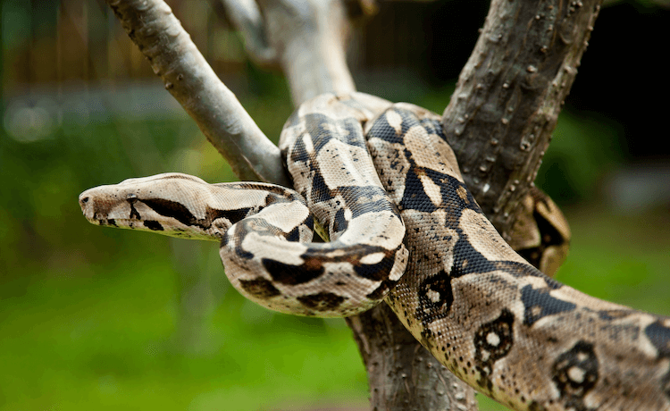 How Much Do Snakes Cost? Comprehensive Price Guide for Popular Species