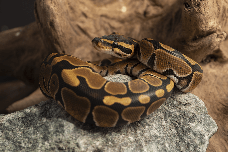 How Much Do Snakes Cost? Comprehensive Price Guide for Popular Species