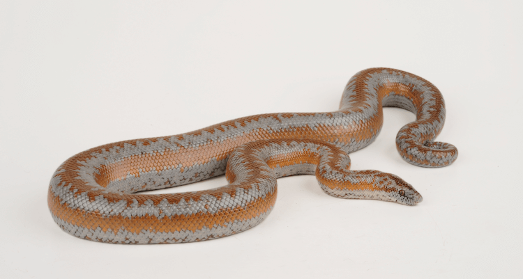 How Much Do Snakes Cost? Comprehensive Price Guide for Popular Species