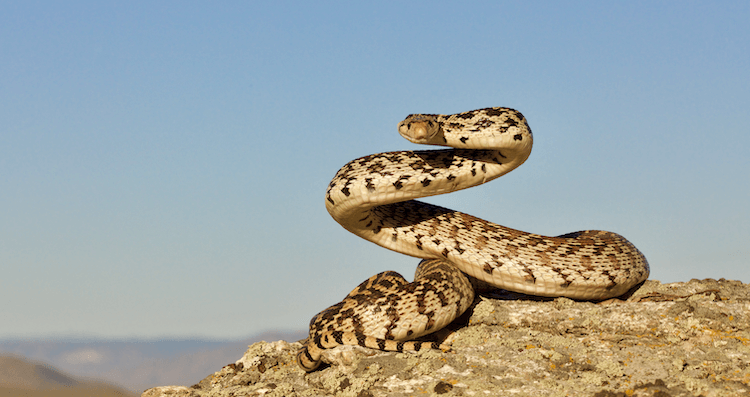 How Much Do Snakes Cost? Comprehensive Price Guide for Popular Species