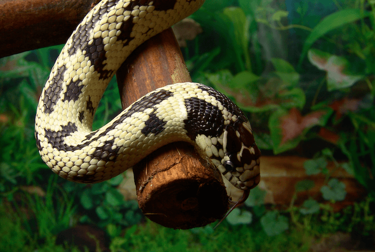 How Much Do Snakes Cost? Comprehensive Price Guide for Popular Species