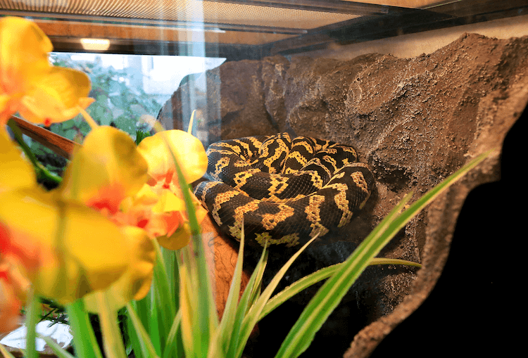 How Much Do Snakes Cost? Comprehensive Price Guide for Popular Species