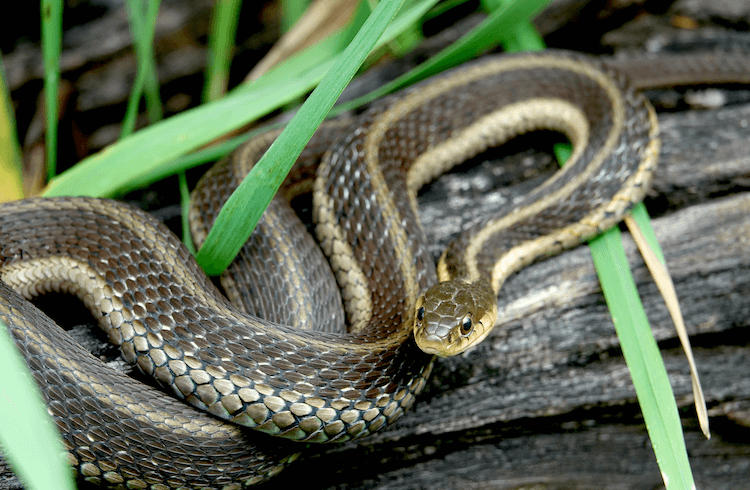 How Much Do Snakes Cost? Comprehensive Price Guide for Popular Species